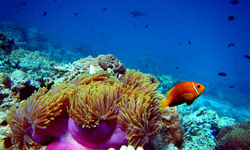 Diving in North Madagascar