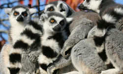 Madagascar Lemurs
