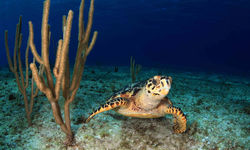 Diving in Little Cayman
