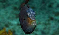 Trigger Fish Underwater