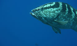 Nassau Grouper Underwater, Cayman