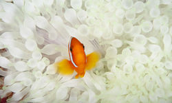 Clownfish and Anemone