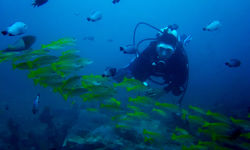 Diver in Sabang