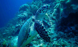Turtle and coral, Puerto Galera
