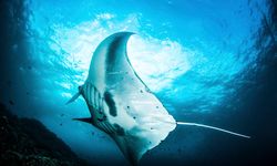 Manta Ray, Komodo, Indonesia