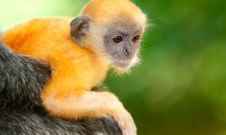 Silver Languar, Sumatra, Indonesia