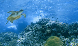 Underwater Turtle, Philippines