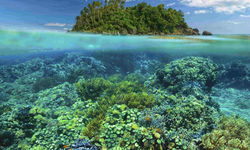 Coral Reef, Underwater, Philippines