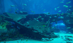 Diving in New Providence, Bahamas