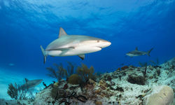 Shark Underwater, Bahamas