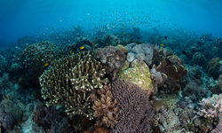 coral reef Alor