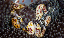 porcelain crabs macro diving