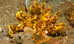 weedy scorpionfish muck diving
