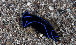 nudibranch
