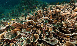 hard coral diving pantar island