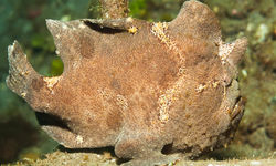 Giant frogfish