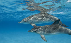 Dolphins in Bahamas