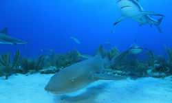 Nurse Shark Underwater
