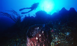 Diving in Bimini, Bahamas