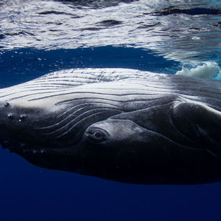 Humpback whale