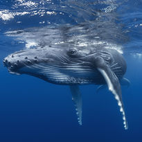 humpback whale