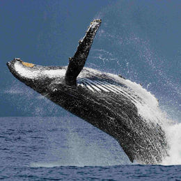 Humpback Whale, Madagascar