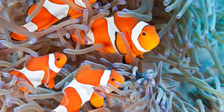family of anemonefish