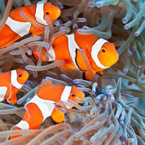 family of anemonefish