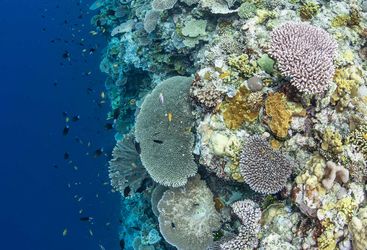 wall diving Solomon Islands