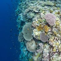 wall diving Solomon Islands