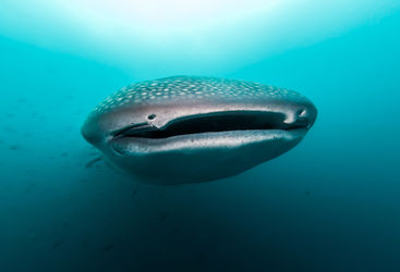 whale shark
