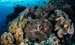 coral reef solomon islands