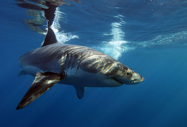 great white sharks cage diving