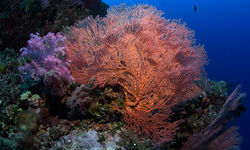 sea fan coral