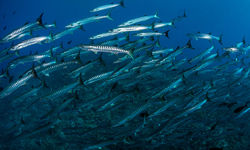 school of blackfin barracuda