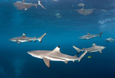 sharks in palau