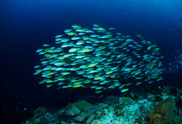 marine life Solomon Islands