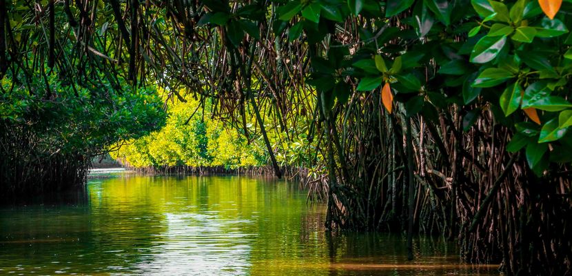 India mangroves