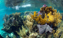 coral reef belize