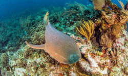 nurse shark