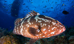 grouper