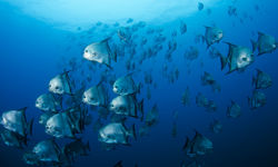 schooling batfish