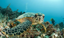 turtle on reef