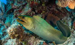 green moray eel