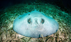 stingray