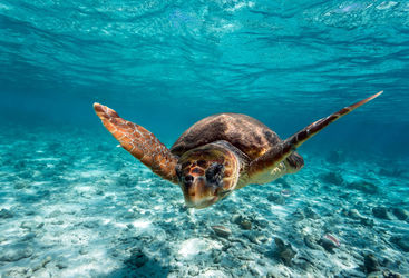 turtle belize