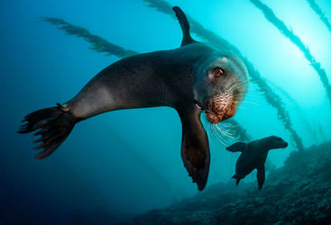 Galapagos fur seal