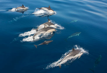 dolphins the azores