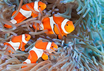 family of anemonefish