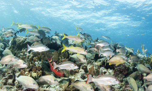 School of fishes in Bahamas
